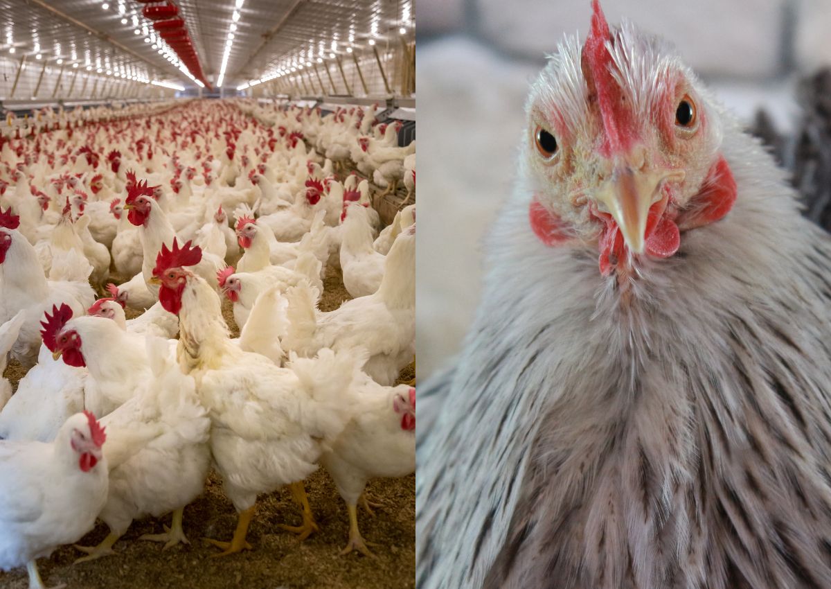Seven things YOU need to know about the SUPER-INFECTIOUS bird flu in SA