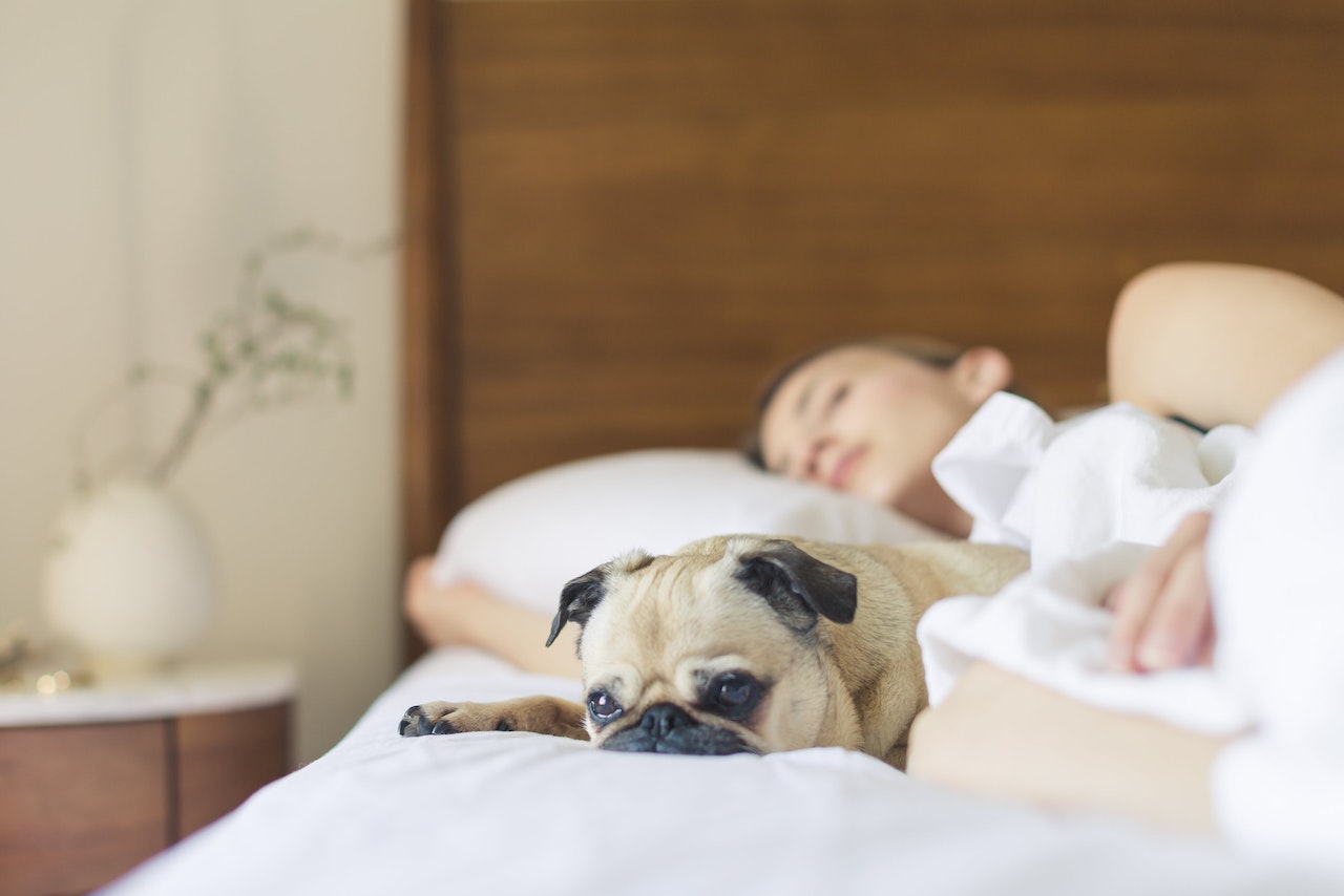 Top 10 best dogs to share bedtime with
