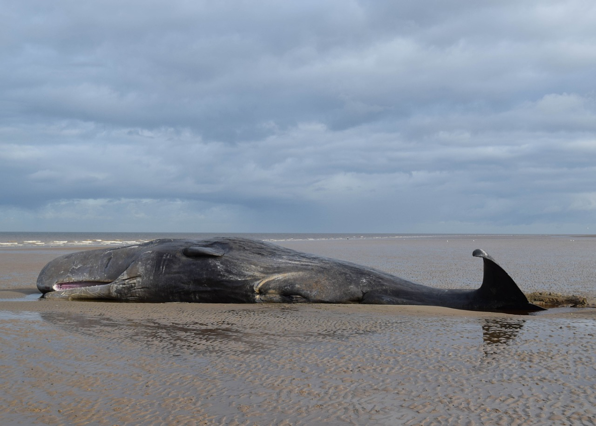 sperm whale washed up