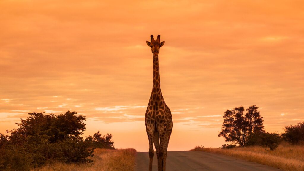 Kruger Nasionale Park