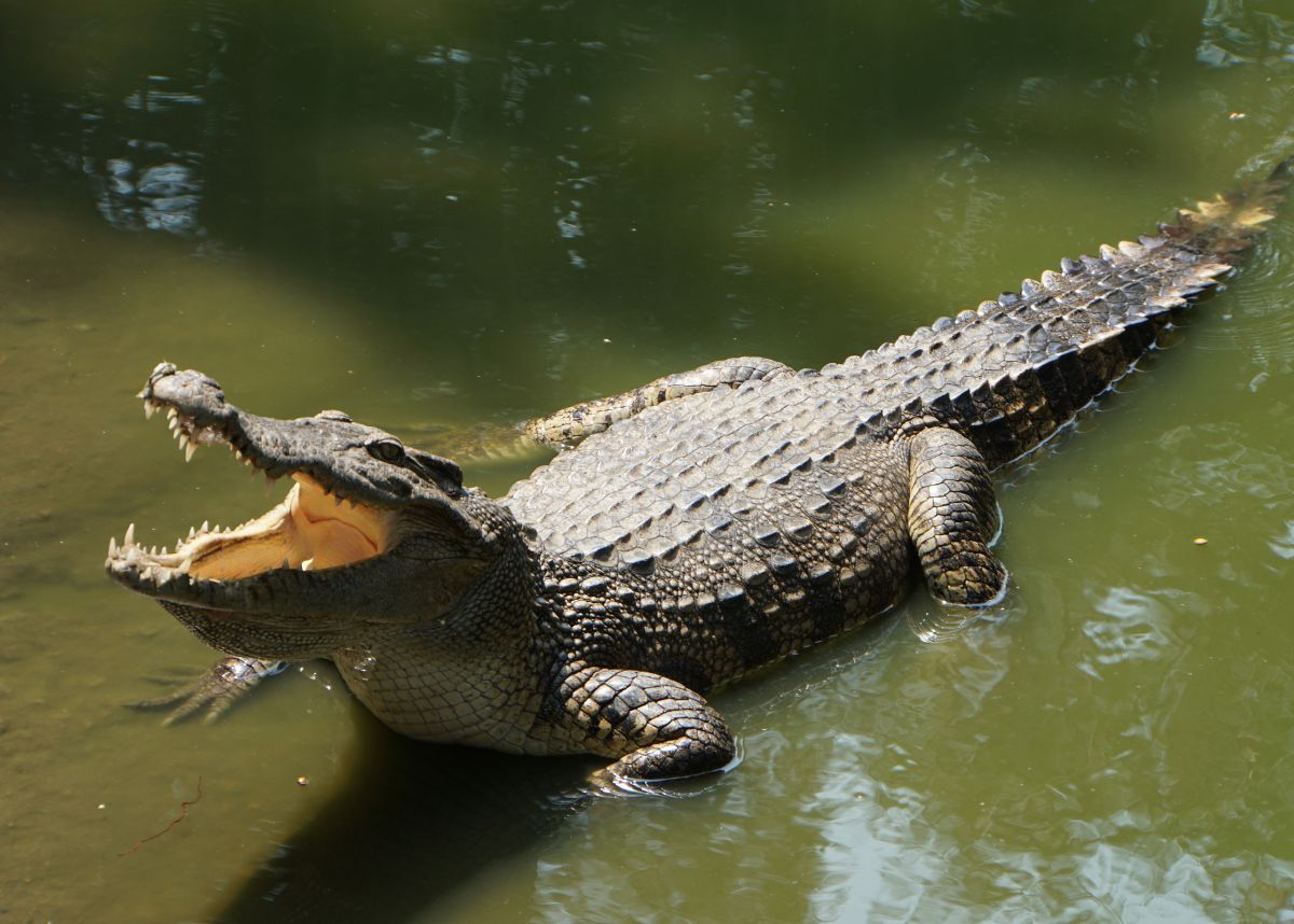 krokodille Krugersdorp