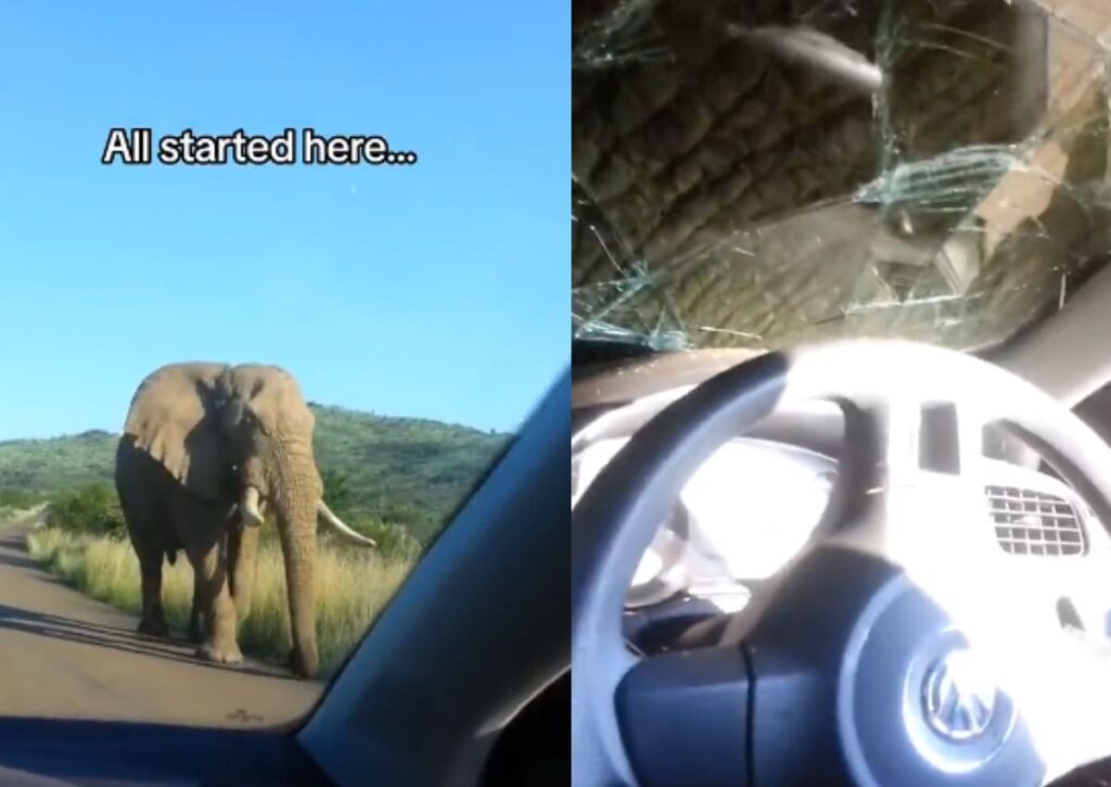 olifant verniel voertuig
