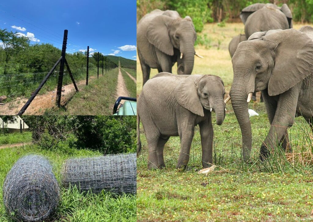 olifante ontsnap Ithala Wildreservaat