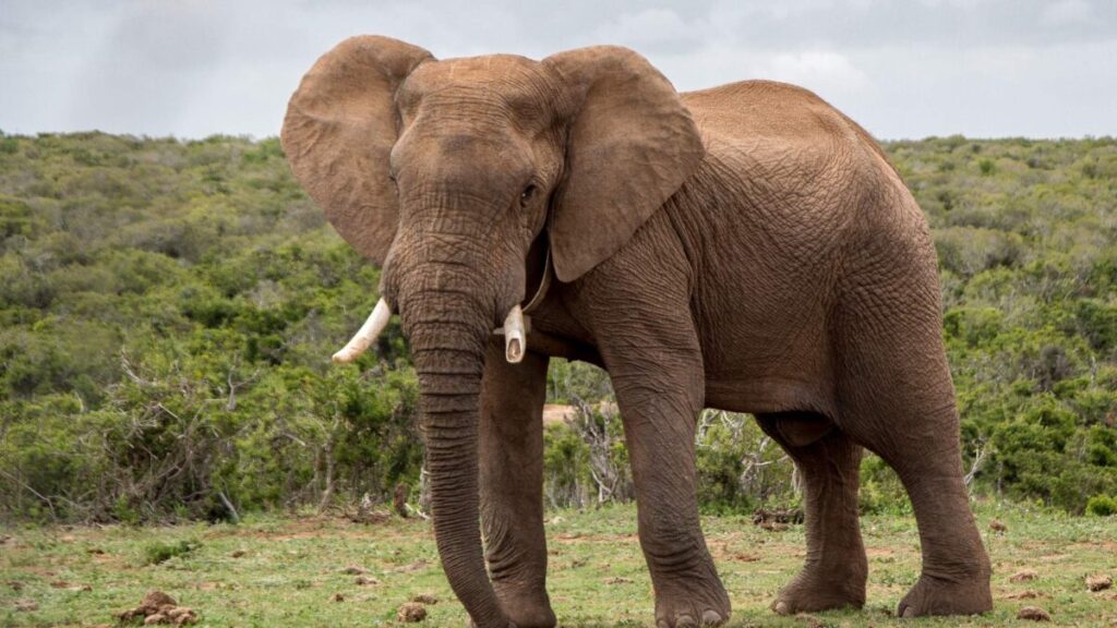 Angswekkende oomblik soos honger olifant toeriste bussie verpletter [Video]