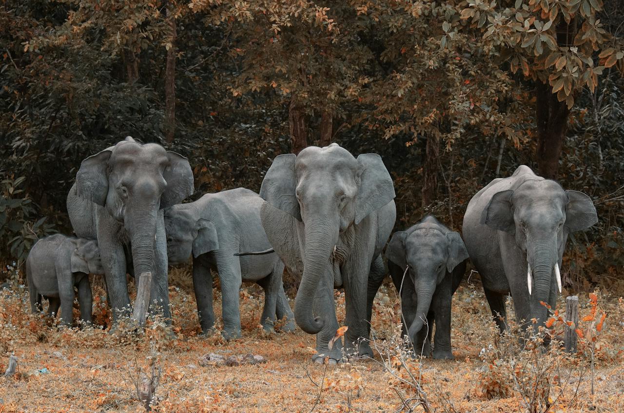 ses olifante dood in Zimbabwe