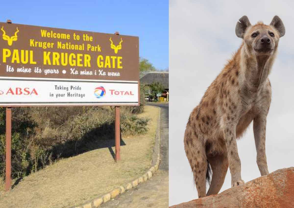 Kruger Nasionale Park-werknemer deur hiëna gebyt