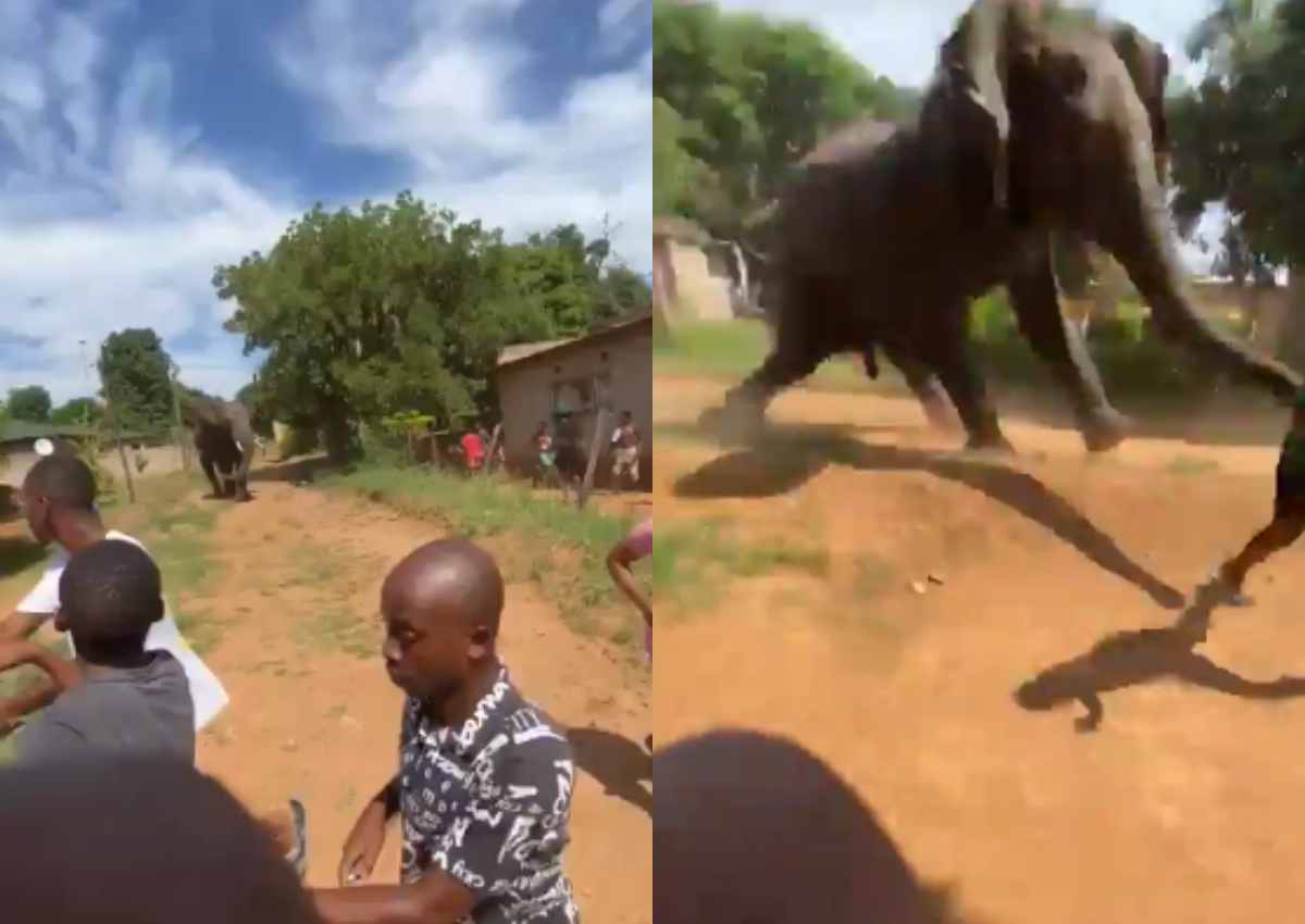 Kruger-olifant doodgemaak te midde van gemeenskapskaos-chaos
