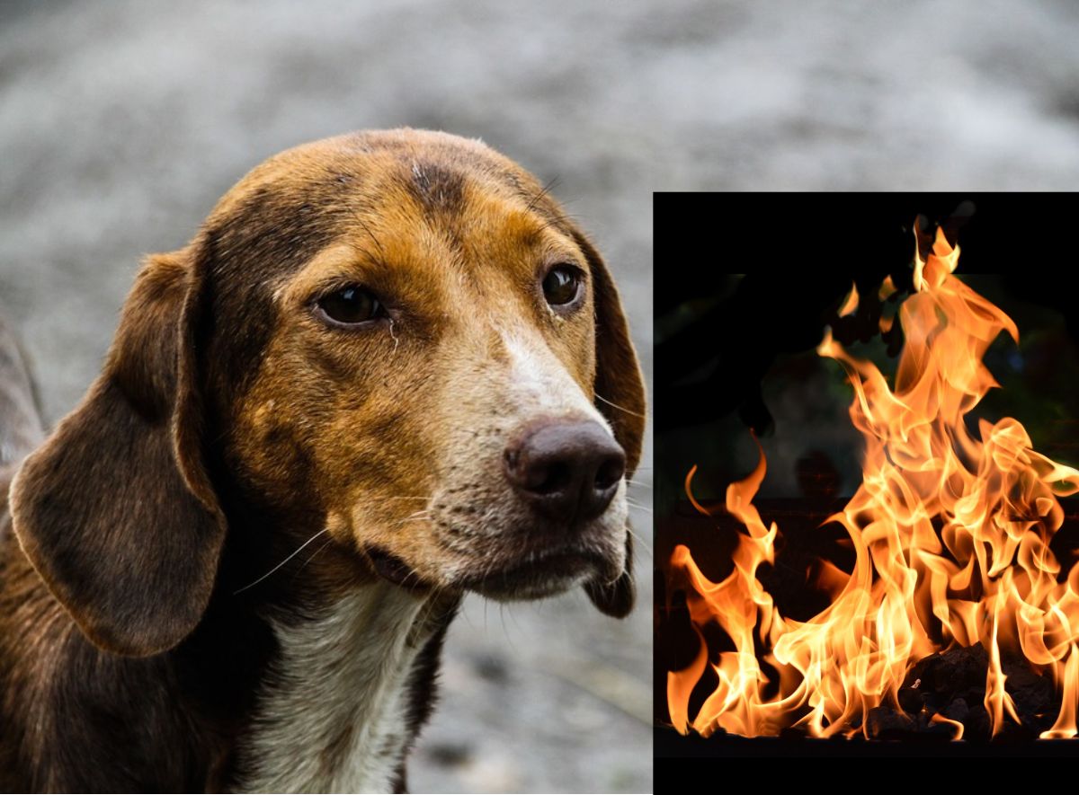 Dapper hond keer wonderbaarlik dat huis aan die brand slaan