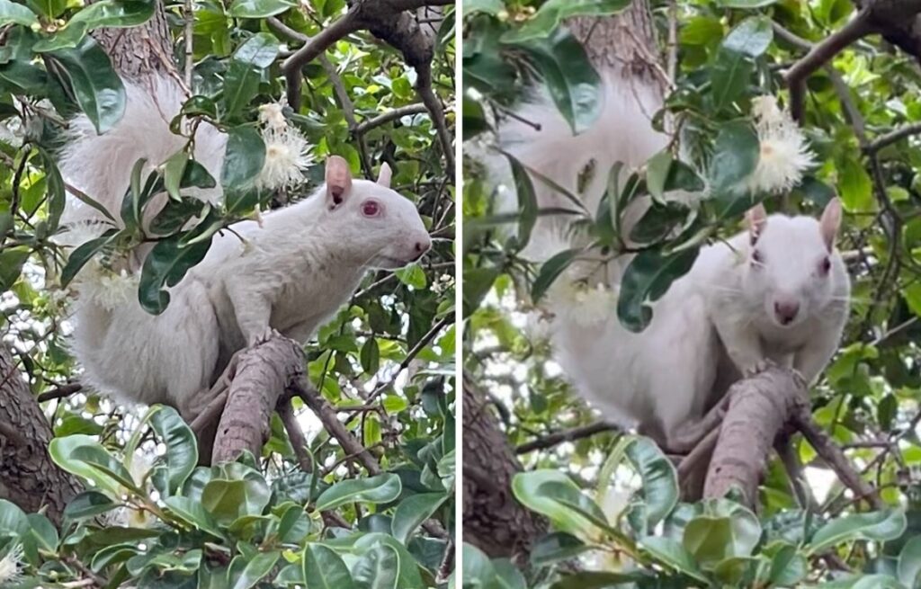 SKAARS albino-eekhoring is in Suid-Afrika opgemerk