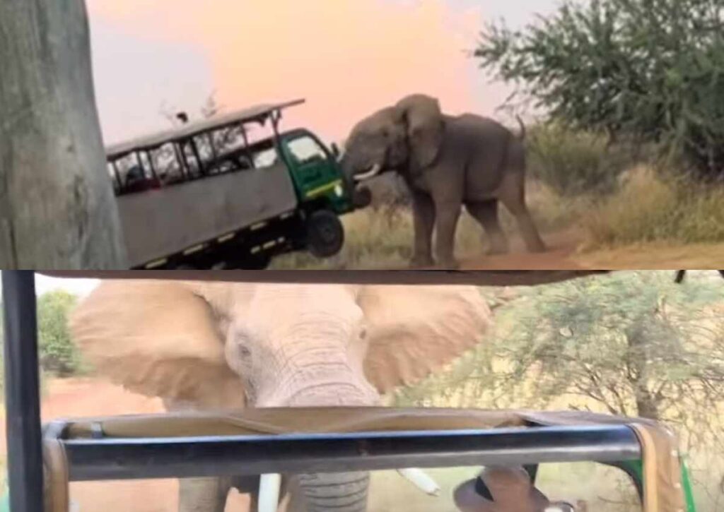 Woedende olifant val safarivoertuig in Pilanesberg aan