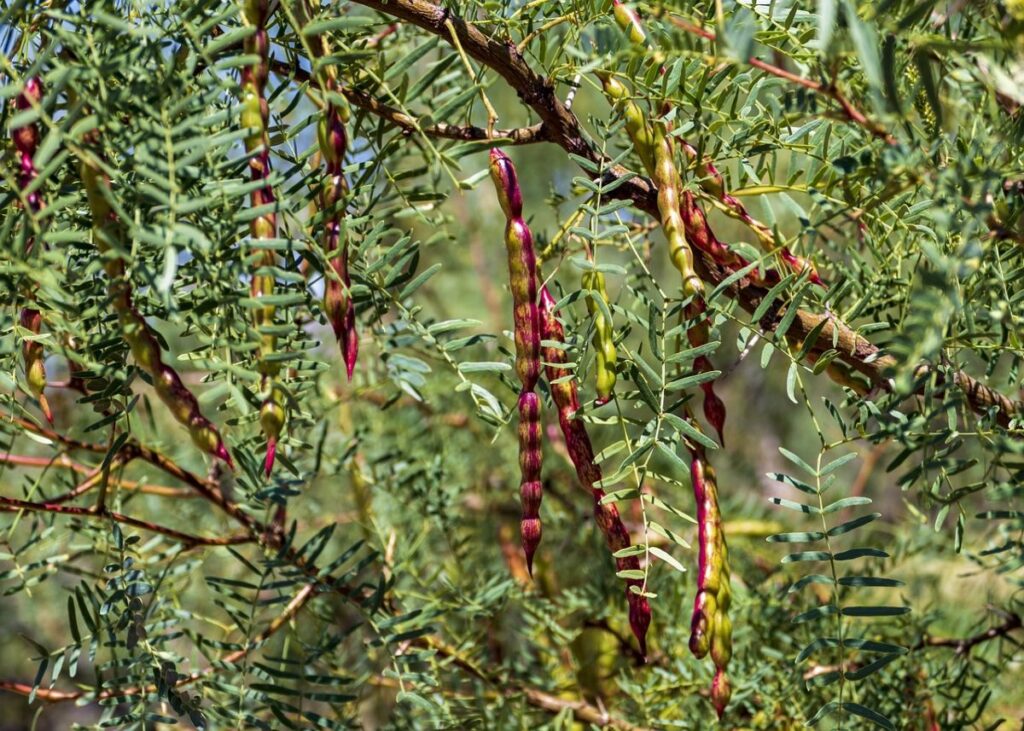 koffie alternatief plant