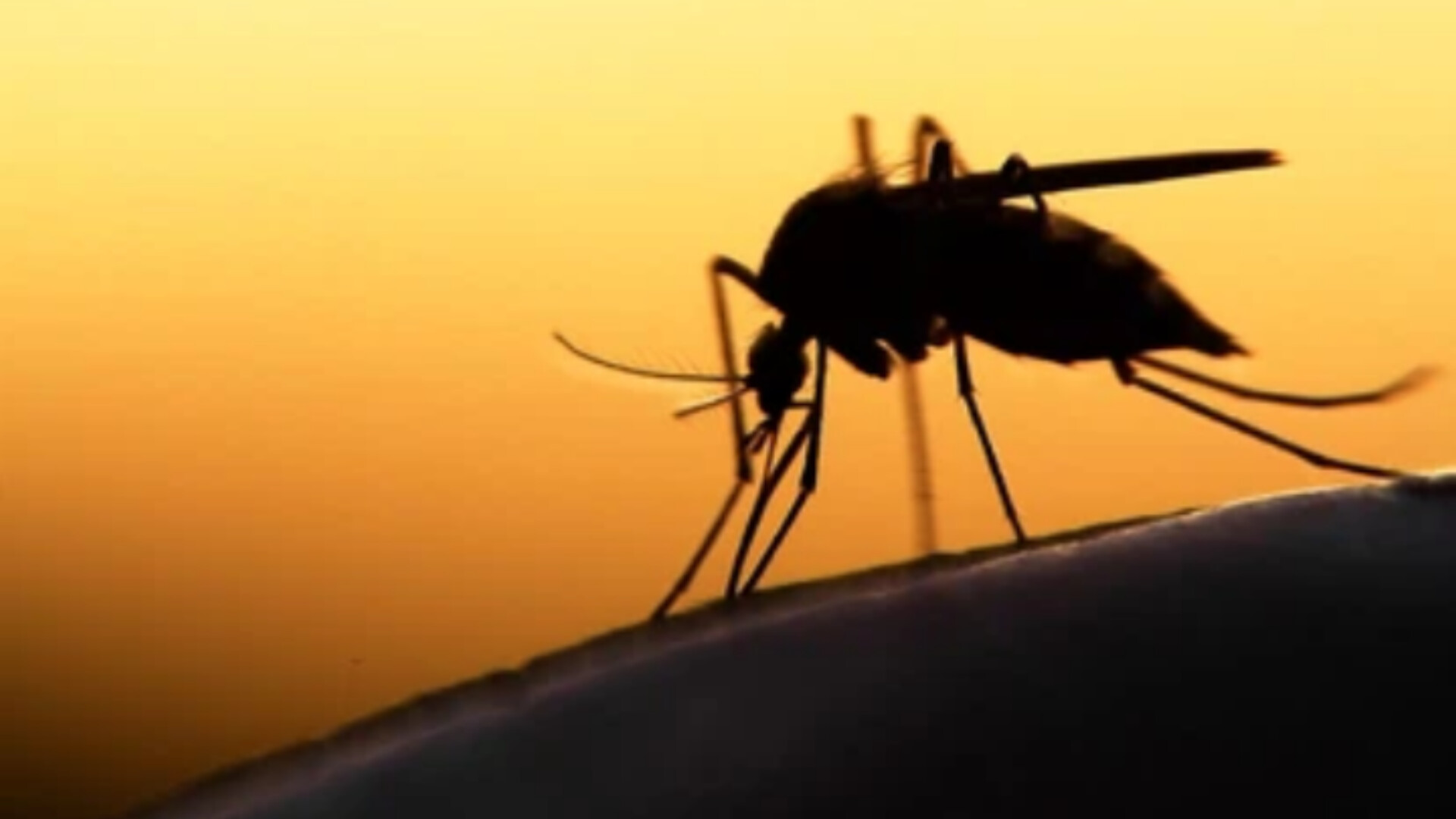 Suid-Afrika mik op die uitswissing van malaria
