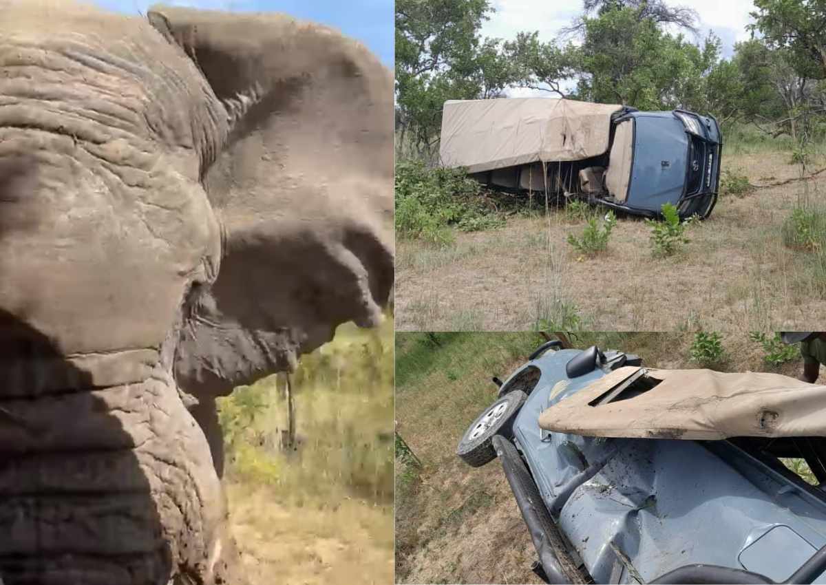 olifant aanval toeris sterf