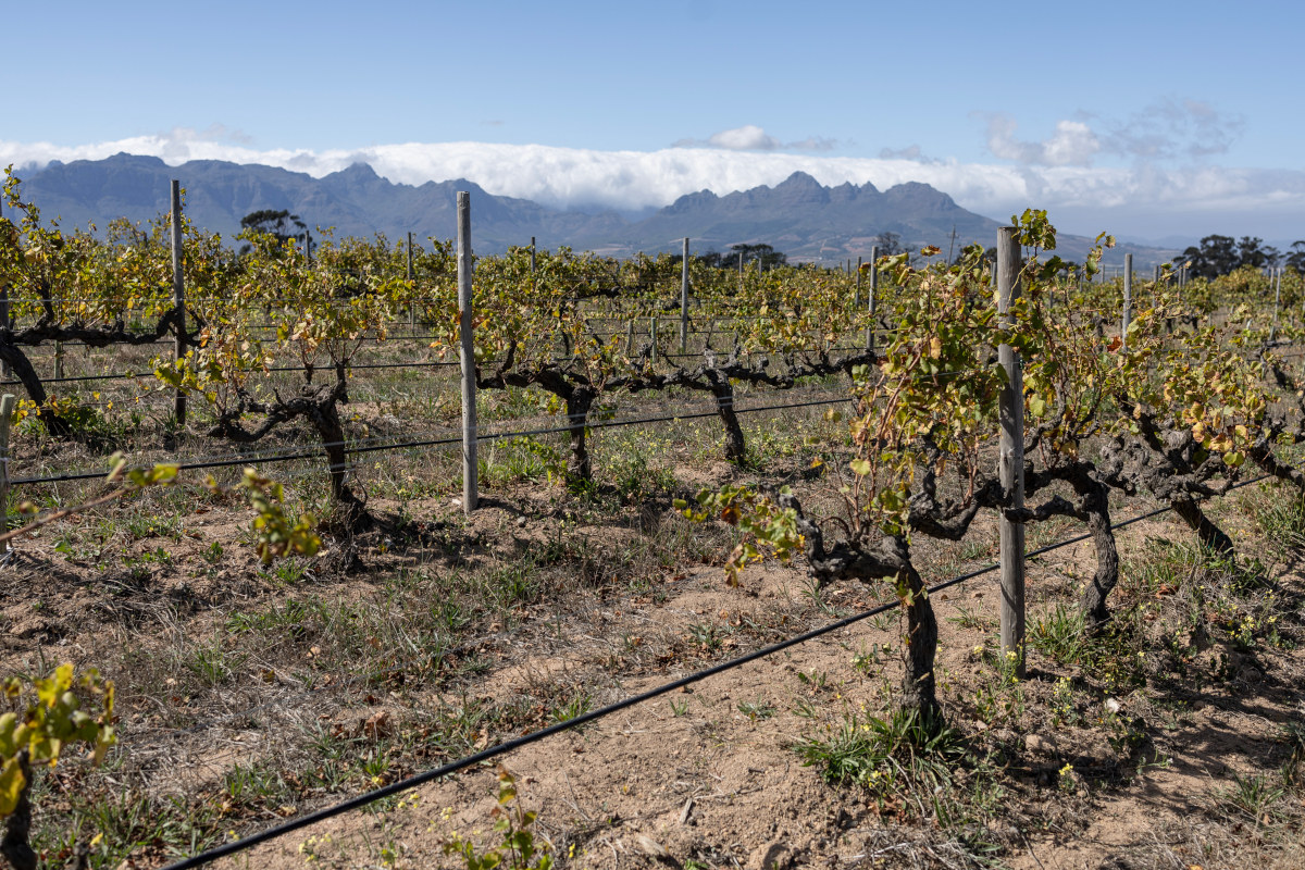Suid-Afrikaanse wynboere jaag om by klimaatsverandering aan te pas