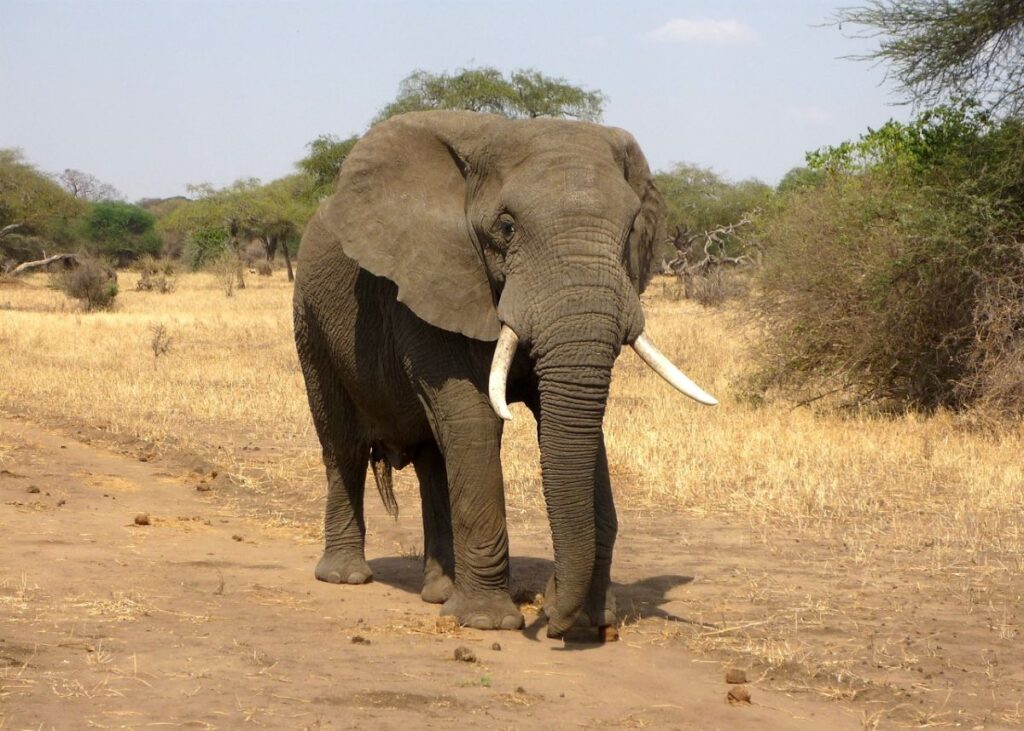 Olifant breek by Kruger Nasionale Park-ruskamp in