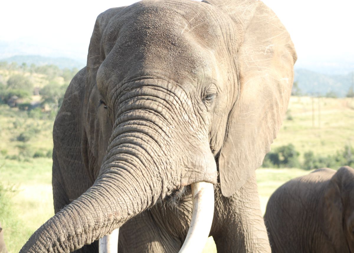 Botswana dreig om 20 000 olifante na Duitsland te stuur