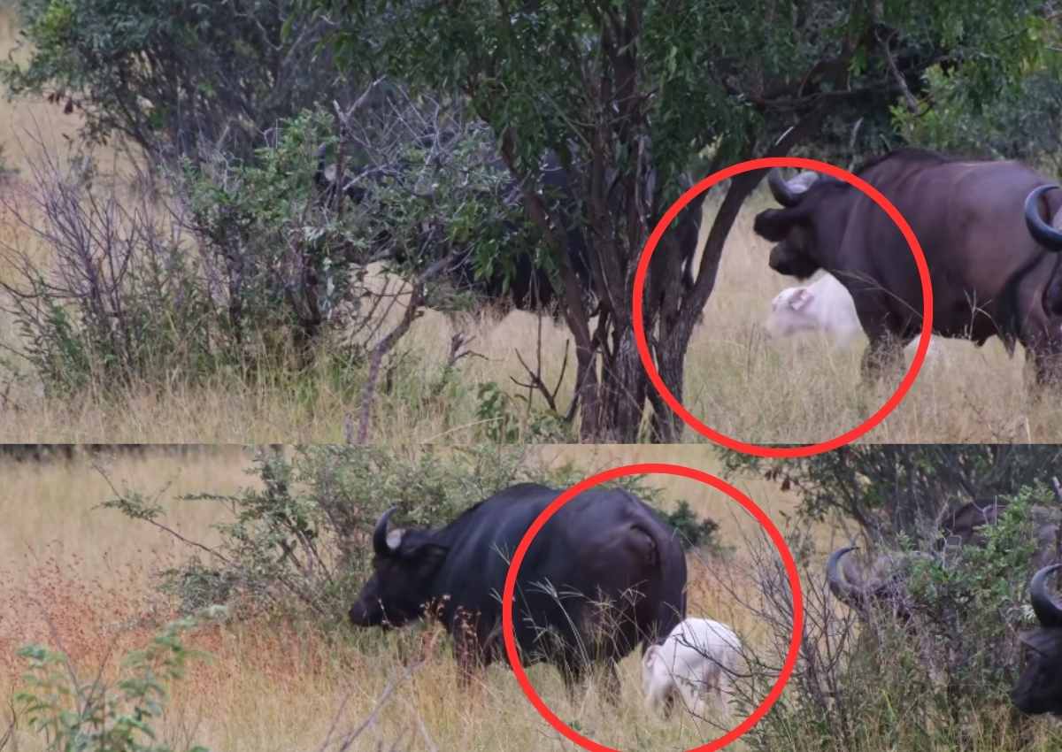 SKAARS wit buffel in die Krugerwildtuin opgemerk