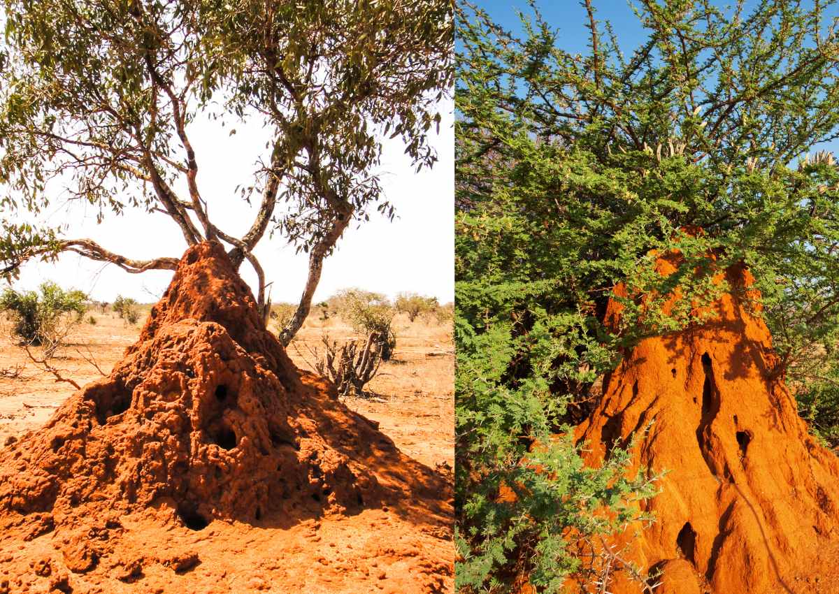 Wêreld se oudste termietheuwels in SA gevind